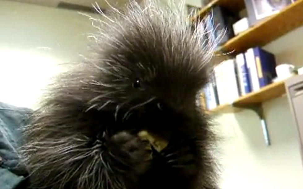 Shameless Animal Video- Cute Porcupines [VIDEO]