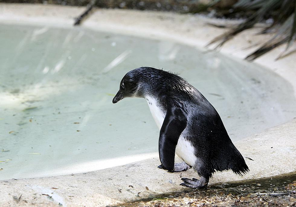 So That’s What a Penguin’s Laugh Sounds Like! [SHAMELESS ANIMAL VIDEO OF THE WEEK]