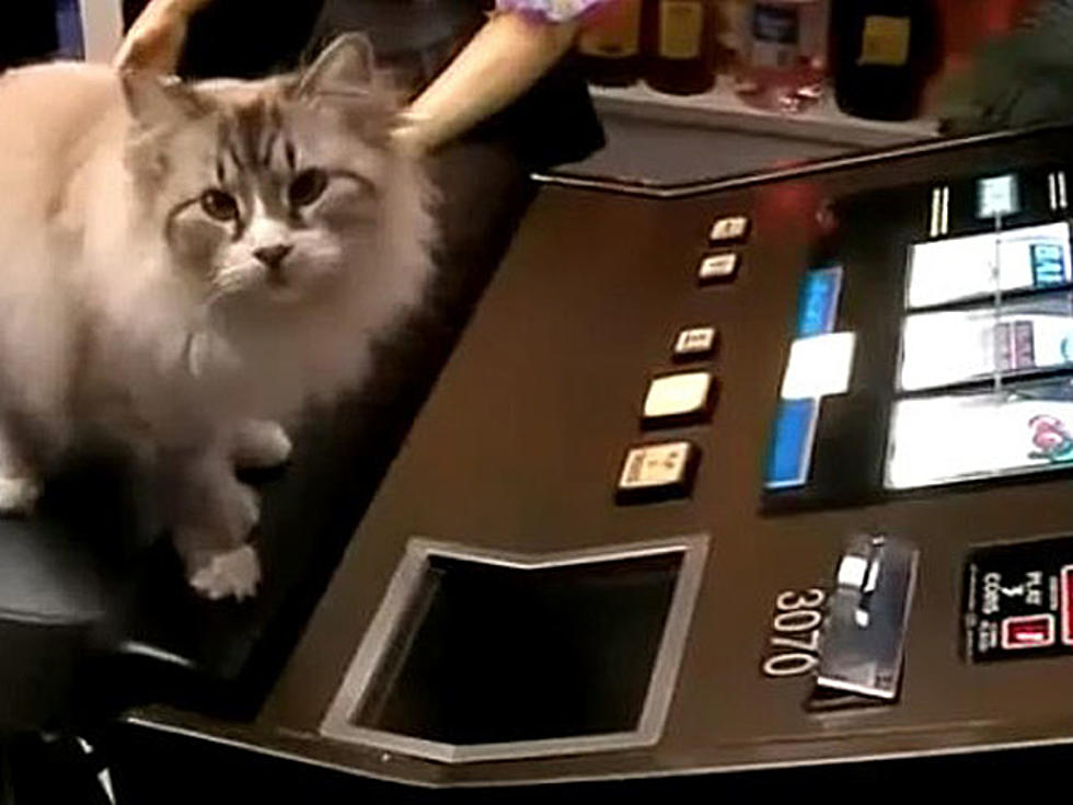 Shameless Pet Video: 5 Pets That Love to Gamble [VIDEOS]