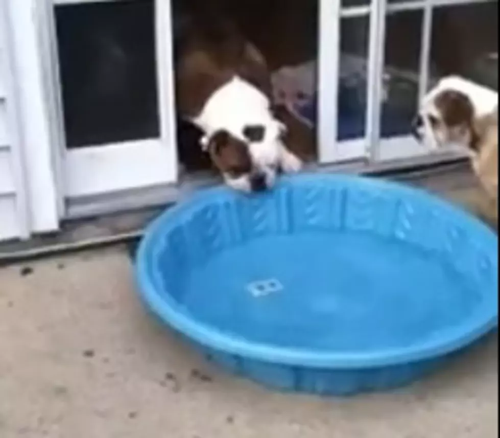 Shameless Pet Video: Gus Vs. Pool [Video]
