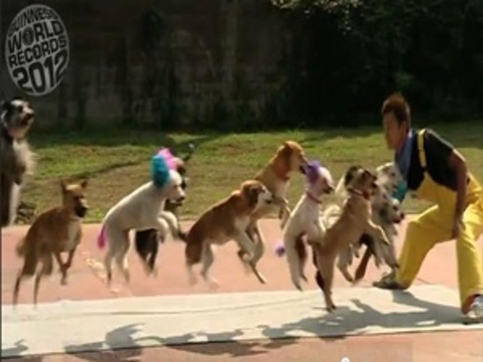 13 Pups Set World Record for Most Dogs Skipping Rope at Once! [VIDEO]