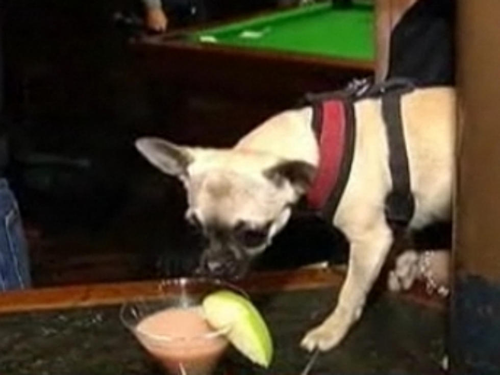 London Pub ‘Goes to the Dogs’ by Getting Dogs Wasted [VIDEO]