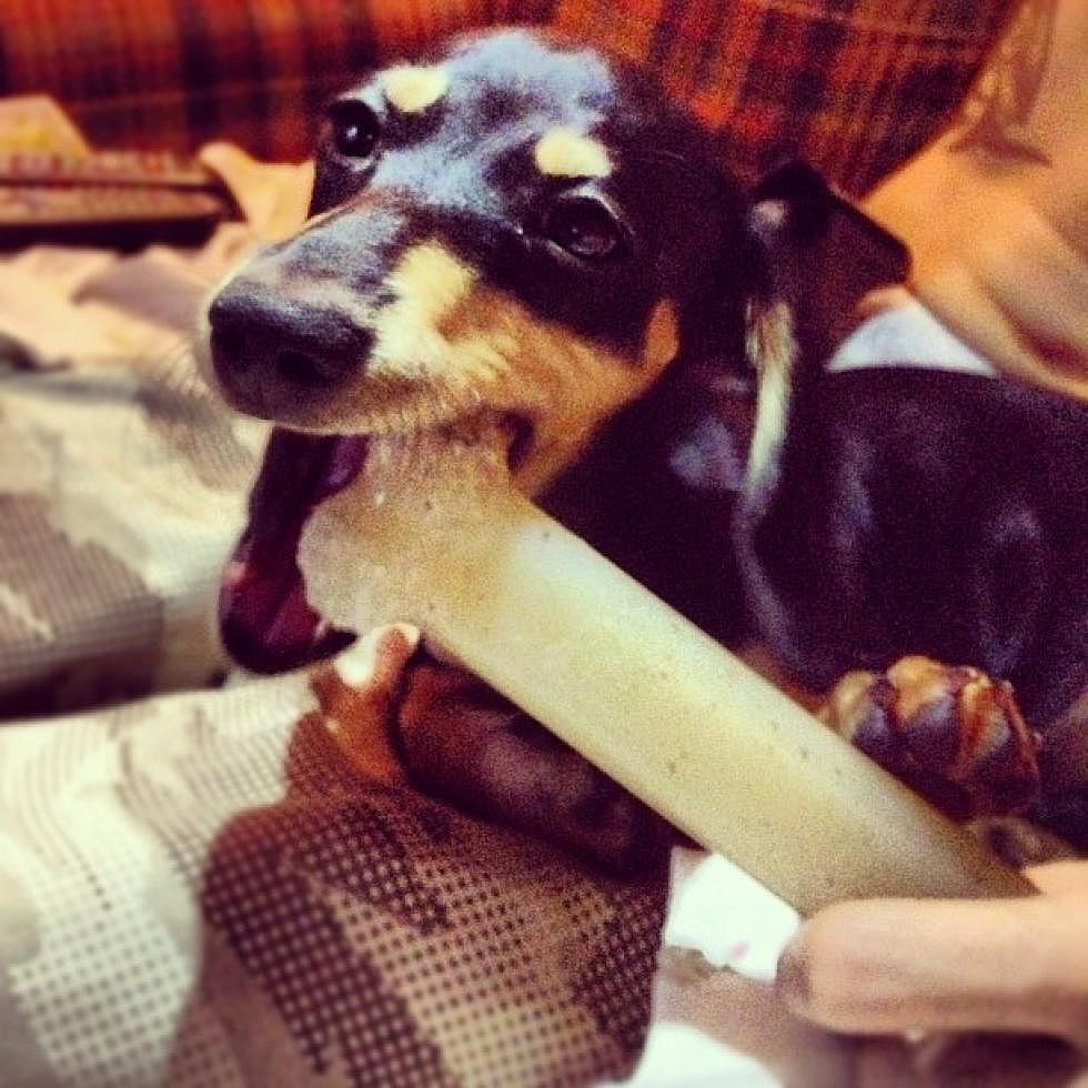 Buffa-Pups — 10 Aww-Inducing Pet Instagrams [PICTURES]