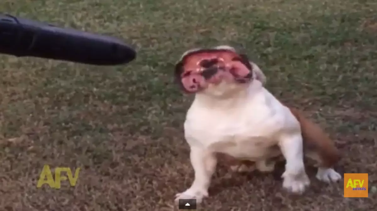 Dog Loves The Leaf Blower So Much Look At What It Turns His Face Into  [VIDEO]