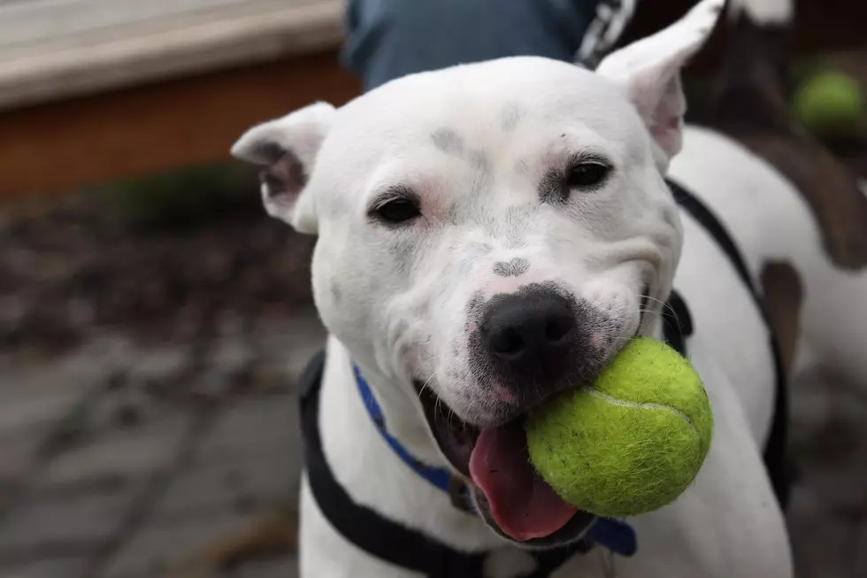 Dog With An Adorable Bark [VIDEO]