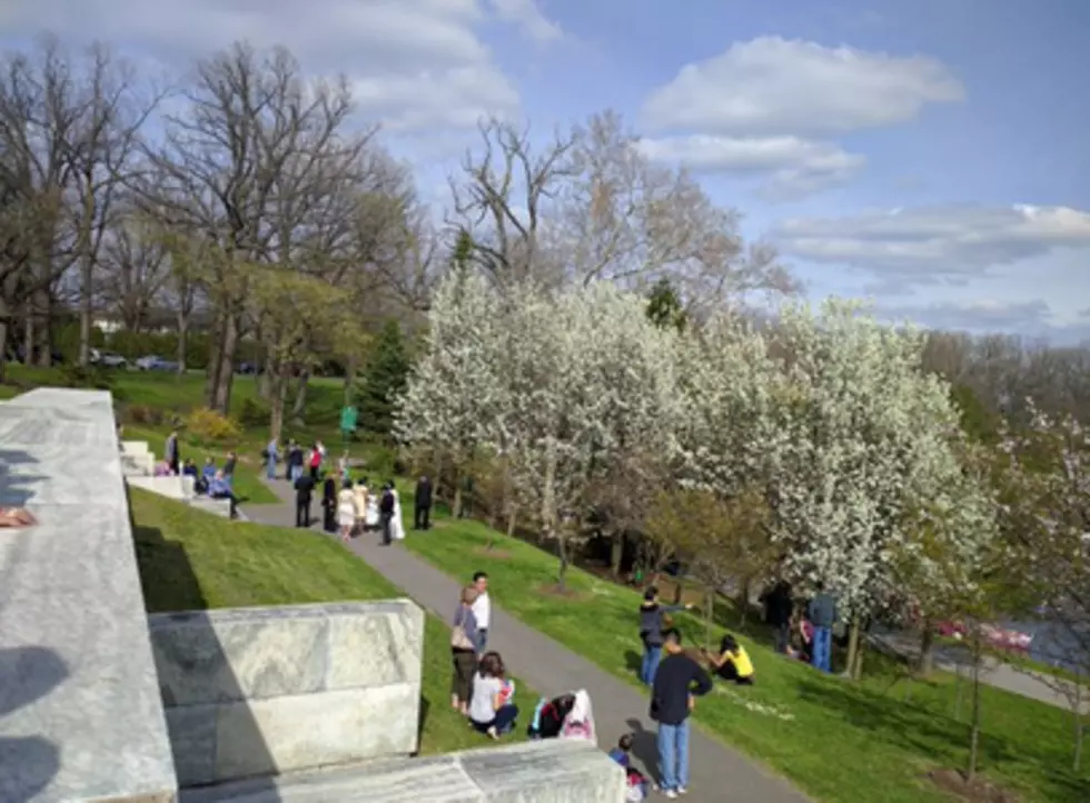 Buffalo&#8217;s 2016 Cherry Blossom Festival Schedule for This Week!