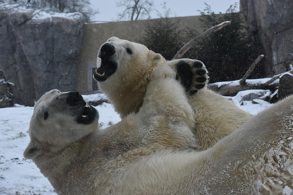 The Buffalo Polar Bears Will Finally Go On Their First Date–For Real, Though