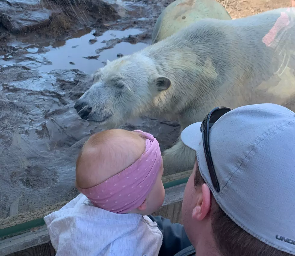 Buffalo Zoo Announces Reopening Date