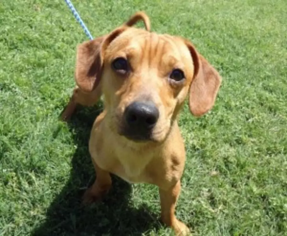 Pet of the Week &#8211; Walt the Dachshund Lives at the Shelter