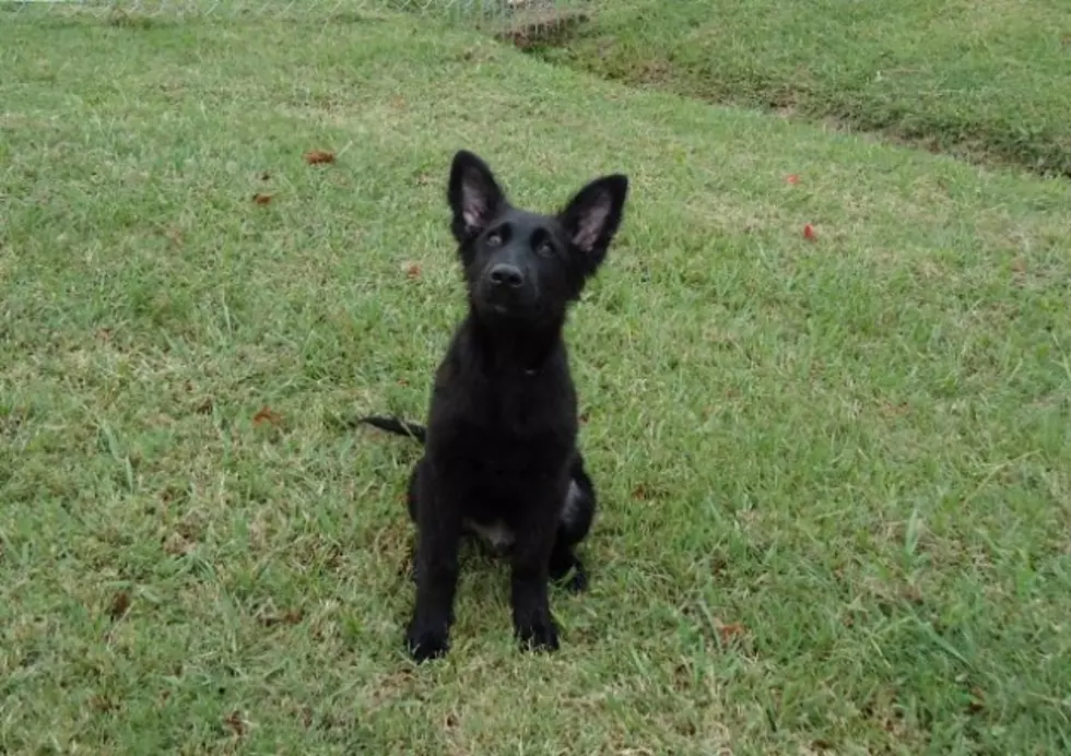 Provide a Pet a Pad: Black German Shepherd Needs a Home [PHOTOS/VIDEOS]