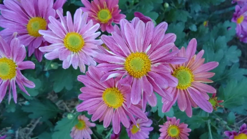 Beautiful Daisies Bloom Just Before Big Frost