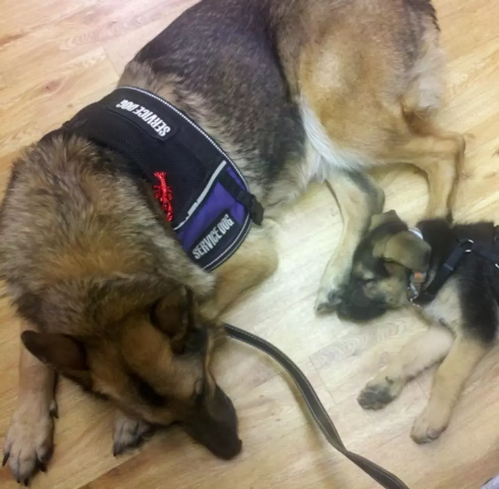 Service Dogs – What Everyone Needs to Know [VIDEOS]