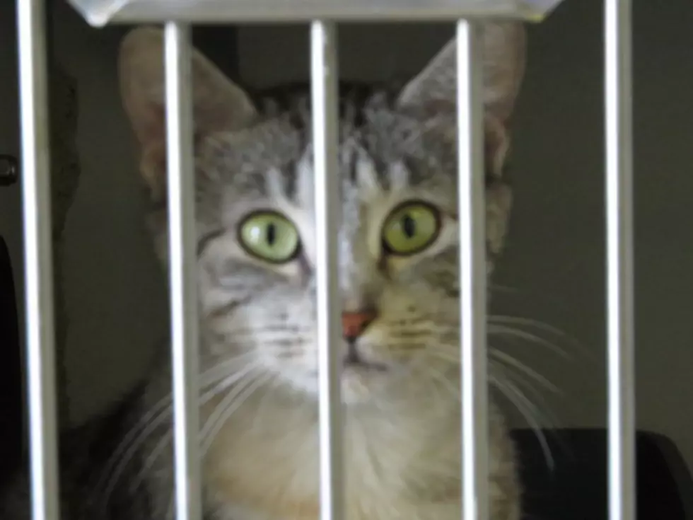 Cats at the Animal Shelter That Need Homes [PHOTOS/VIDEOS]