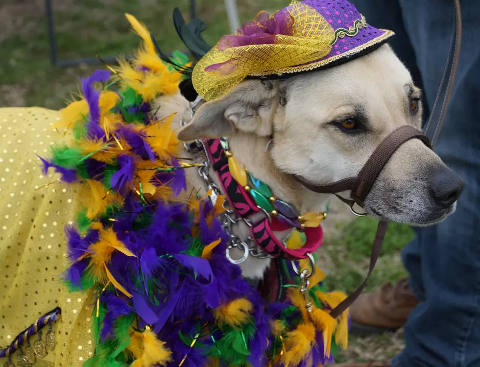 Mardi Gras Fun &#8211; Texarkana Front Street Festival Plaza [PHOTOS]