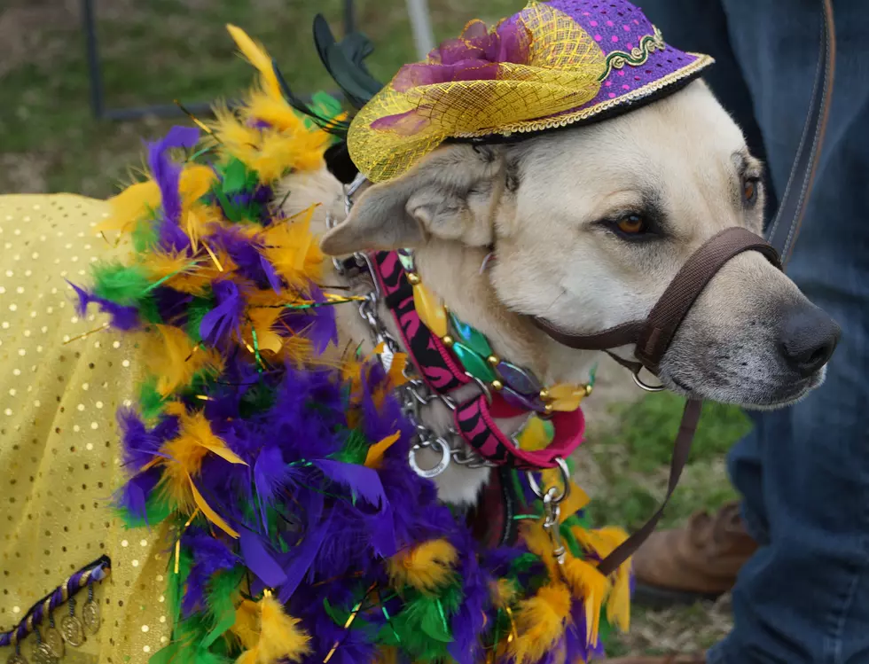 Mardi Gras Fun – Texarkana Front Street Festival Plaza [PHOTOS]