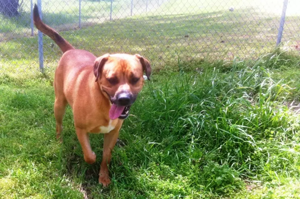 Pet of The Week &#8212; Mastiff Needs Good Home [PHOTOS]