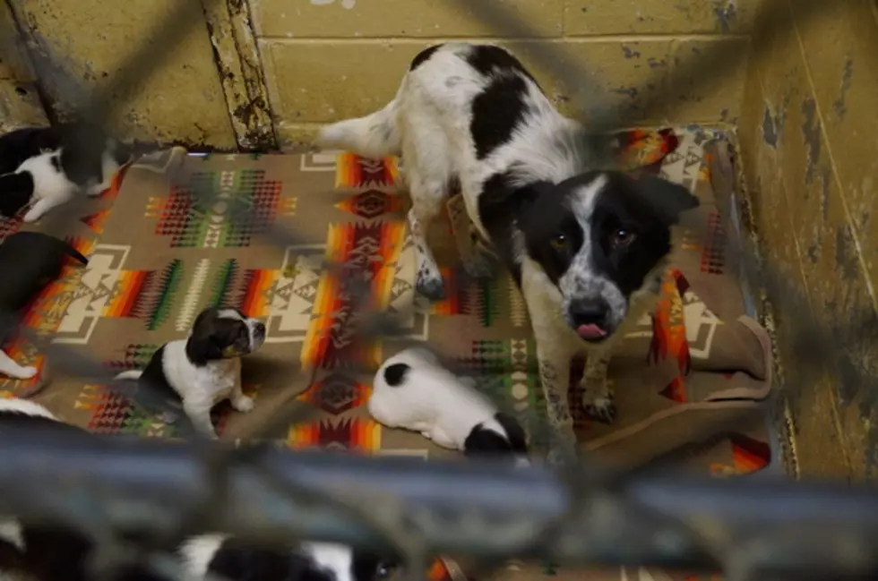 Litters of Puppies at the Animal Shelter in Texarkana [PHOTOS]