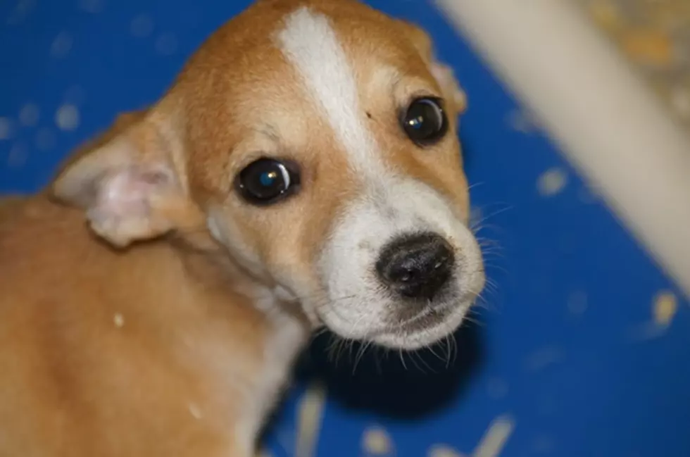 Even MORE Puppies at the Animal Shelter in Texarkana [PHOTOS]