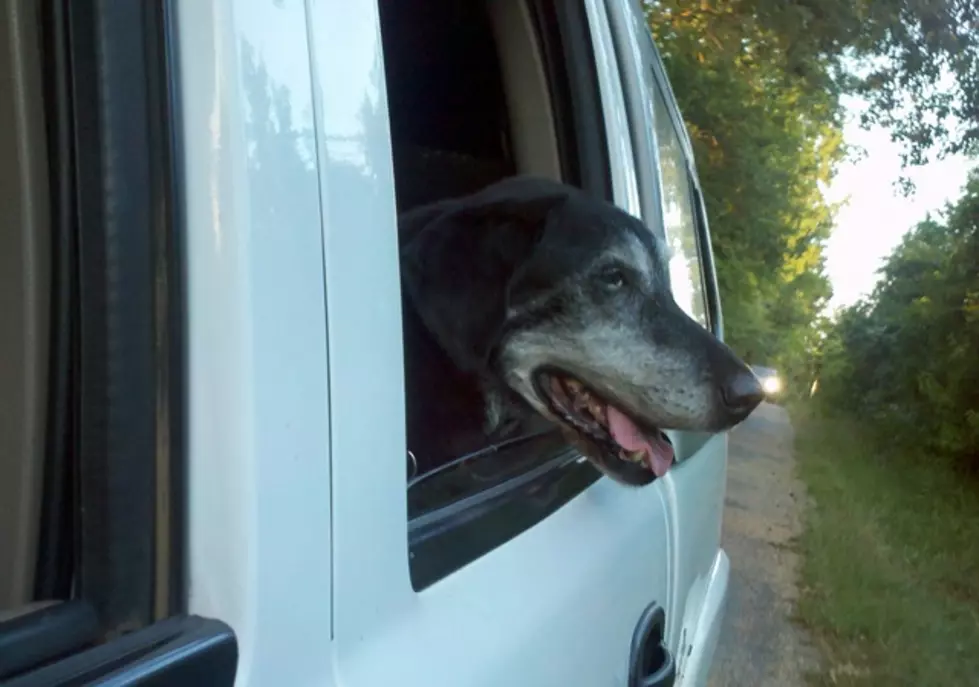 Dogs Sticking Their Heads Out of Car Window Videos and Photos