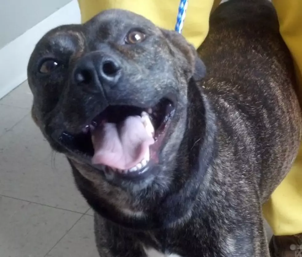 Provide a Pet a Pad &#8212; Sweet Jenny Needs a Home QUICKLY [PHOTOS/VIDEOS]