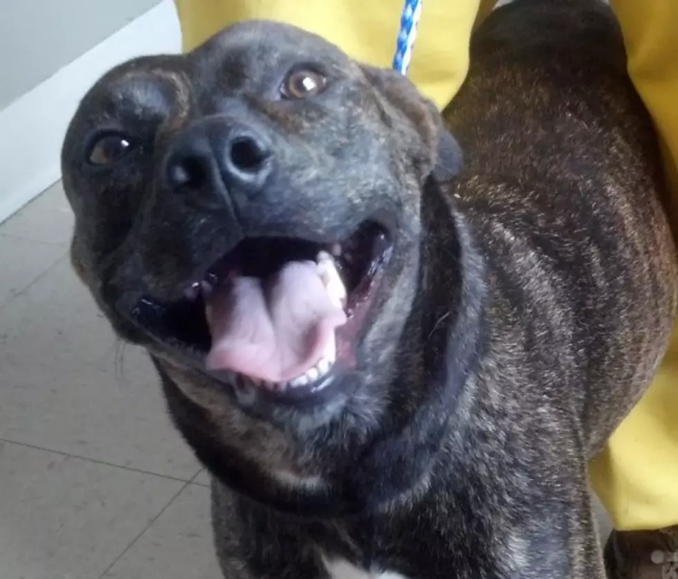 Provide a Pet a Pad &#8212; Sweet Brindle Pitt Needs a Home [PHOTOS/VIDEOS]