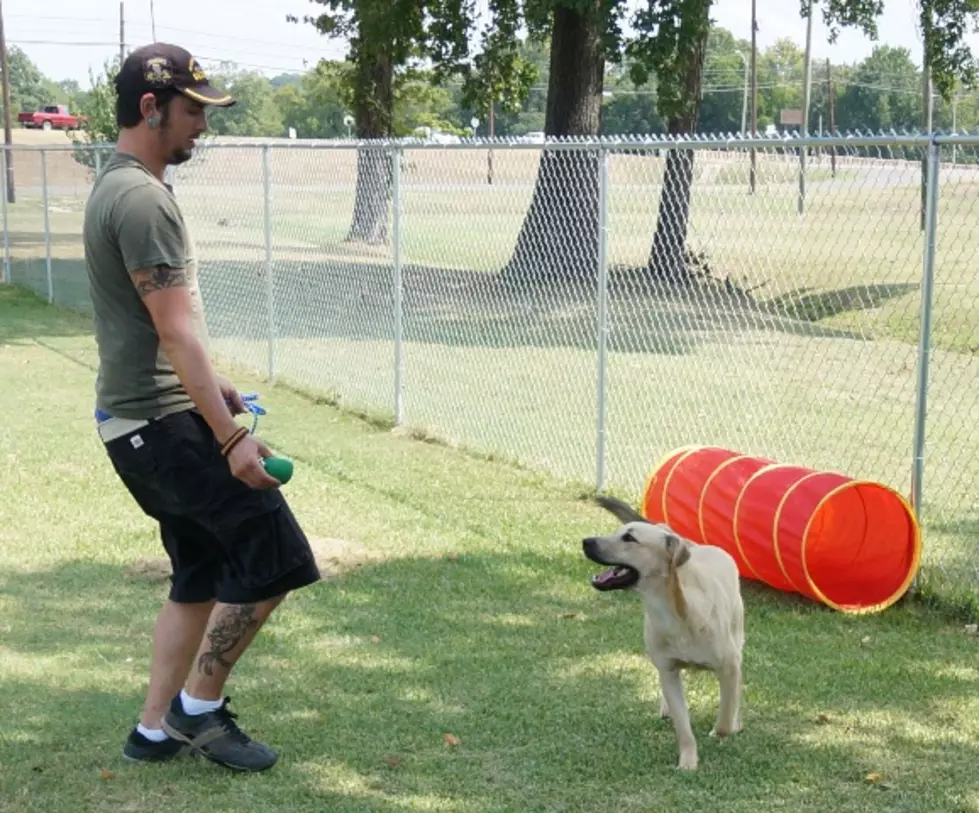 Provide a Pet a Pad &#8212; Rosco Needs a Home [PHOTOS/VIDEOS]