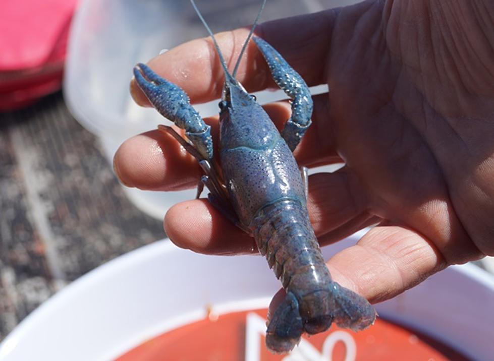 Blue Crawfish — Rare and Pretty