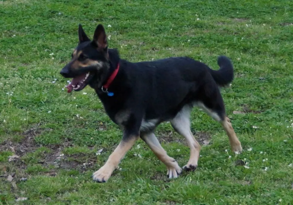Provide a Pet a Pad — German Shepherd at Animal Shelter [PHOTOS/VIDEOS]