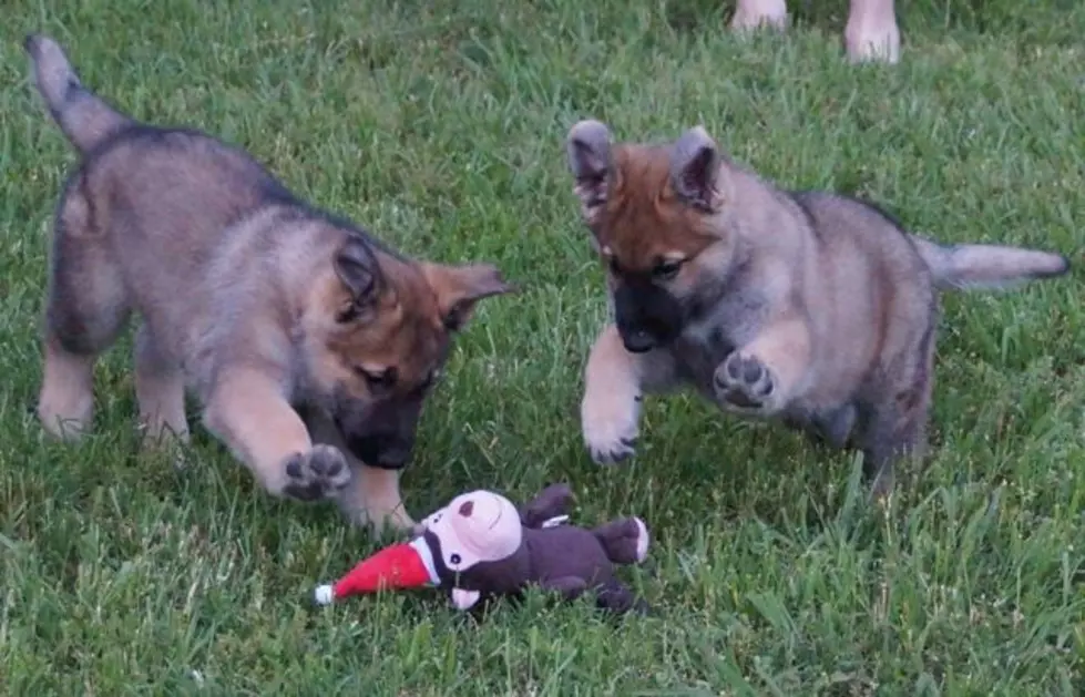 German Shepherd Puppies Rescued Before They Were Even Born