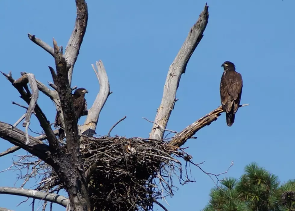 Bald Eagles in Miller County Arkansas [PHOTOS]