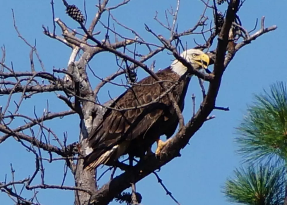 Bald Eagle Nest — Watch Video of Male Flying In
