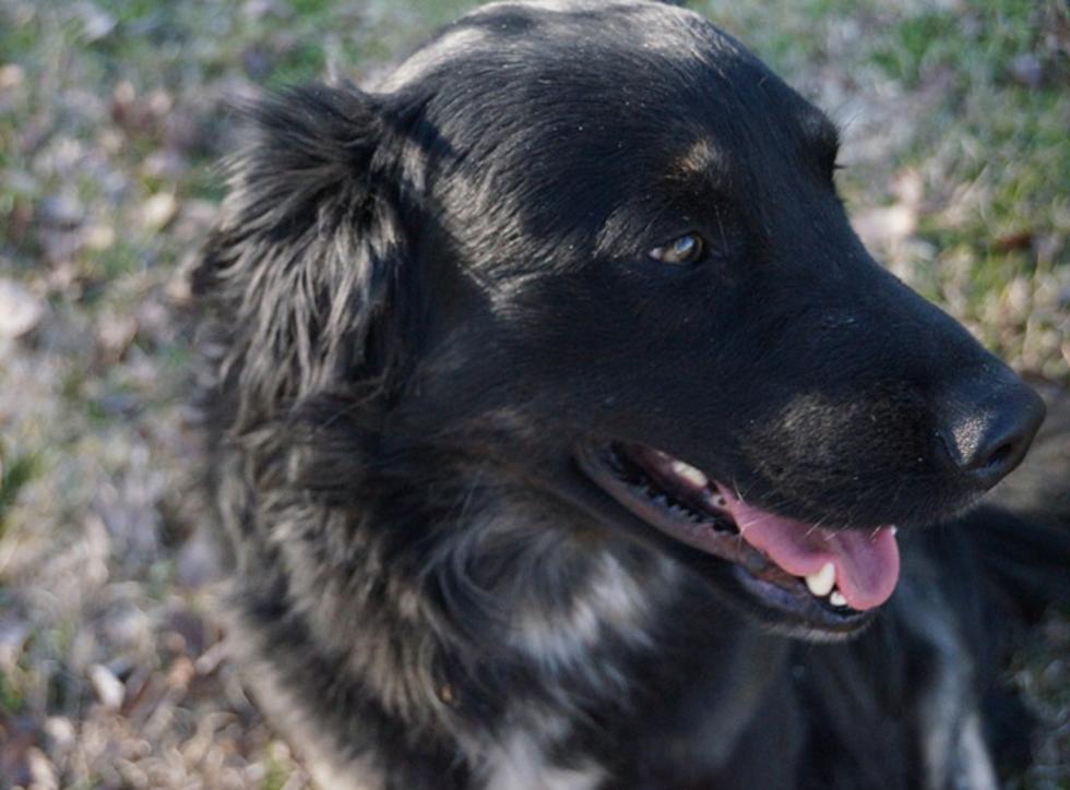 Provide a Pet a Pad for Byron — Animal Shelter Dog [VIDEOS/PHOTOS]
