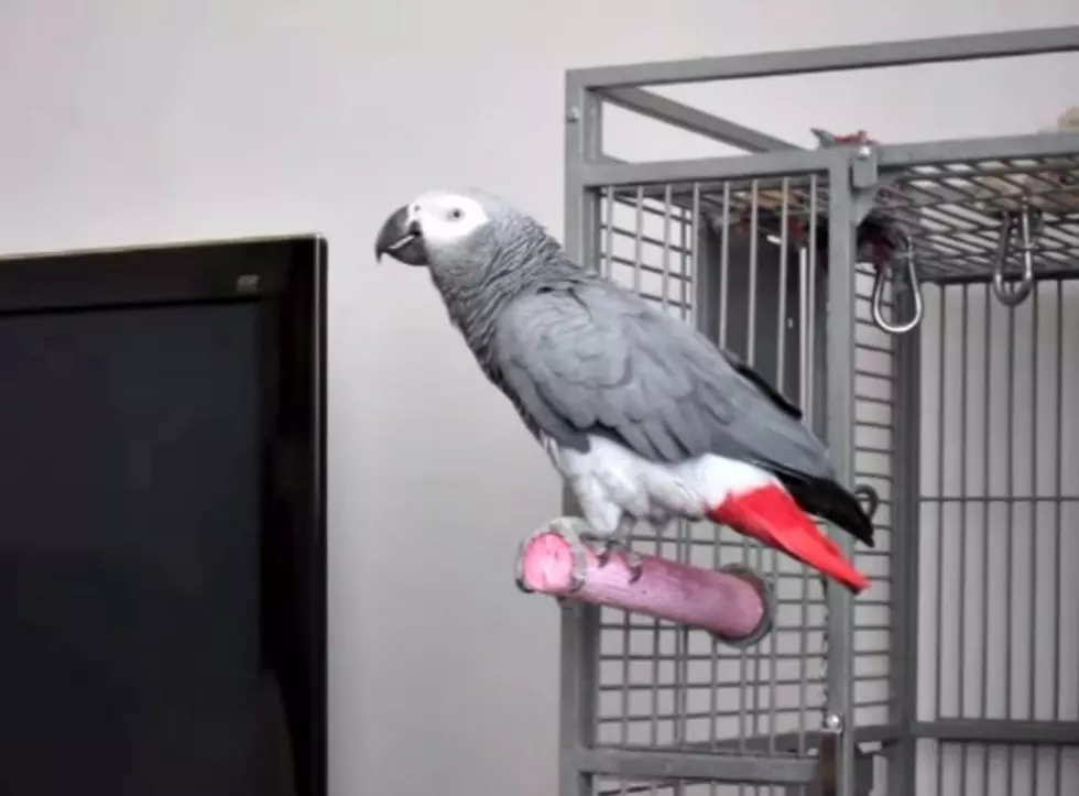 Grey Parrot Does Perfect James Bond Impersonation [VIDEO]