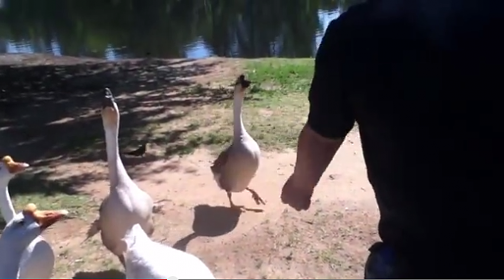 Tips for Feeding the Ducks and Geese at the Park