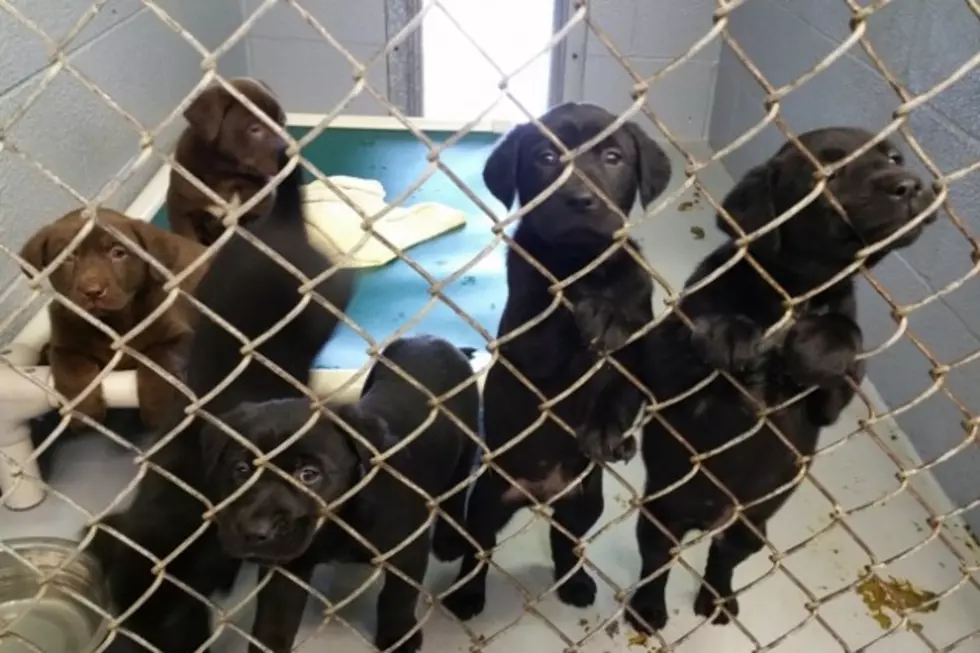 These Puppies Can Live if a Foster Home is Found in Time