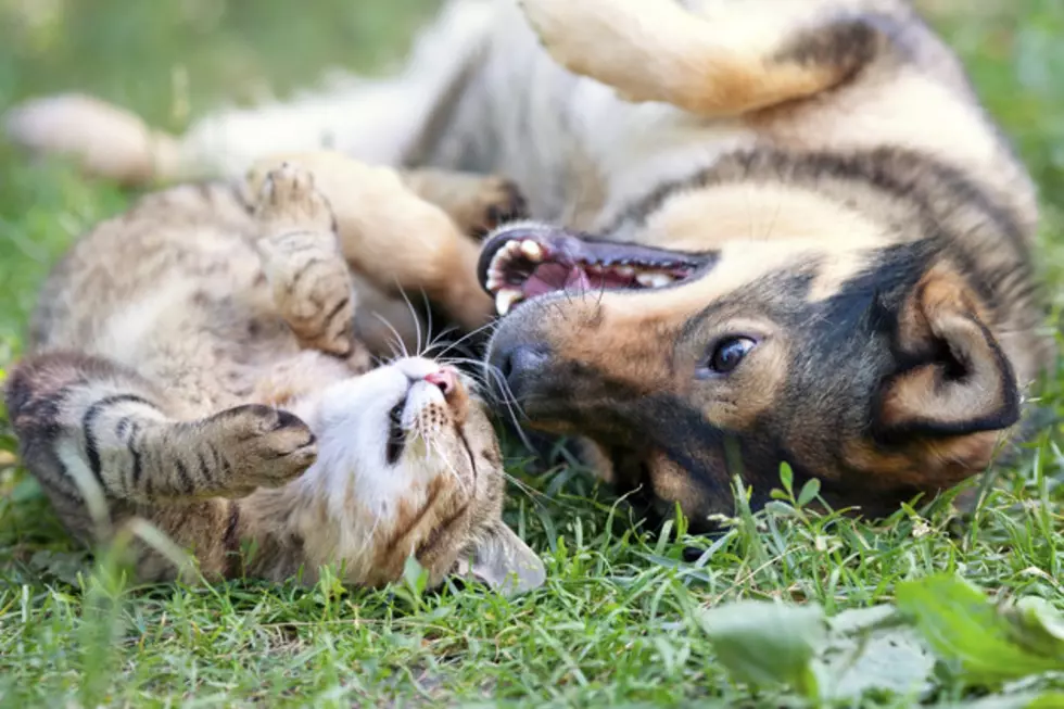 Adopt a Dog or Puppy at PetSmart on Saturday