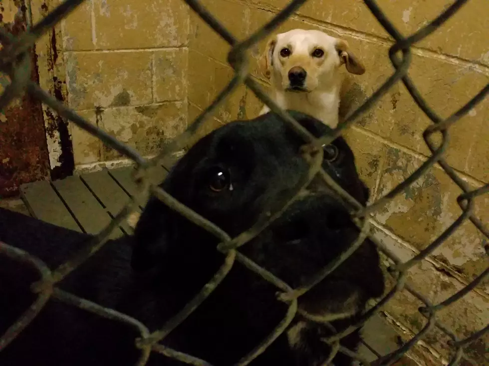 Dogs in Stray Holding Area at the Texarkana Animal Shelter [VIDEOS]