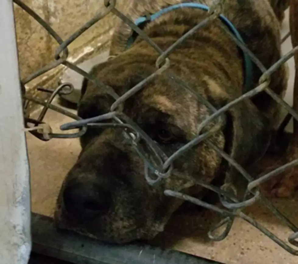 Dogs in Danger at the Texarkana Animal Shelter [VIDEOS]