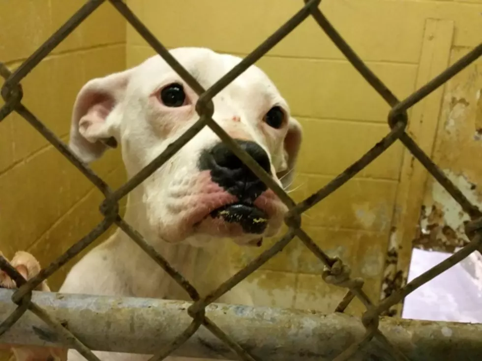 Dogs in Stray Holding Area at the Texarkana Animal Shelter [VIDEOS]