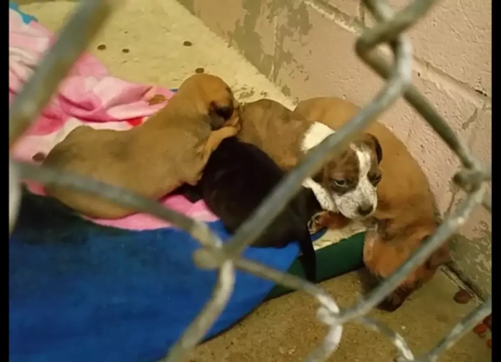 Precious Litter of Puppies at the Texarkana Shelter Need Your Help