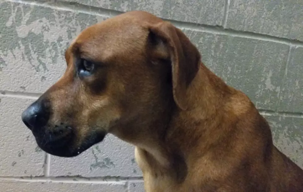 Update on Bonnie the Boxer Mix at the Animal Shelter in Texarkana
