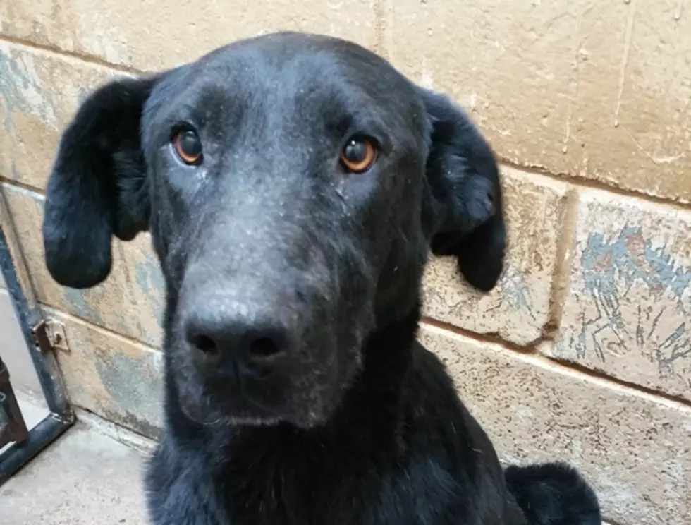 Pet of the Week &#8212; Beautiful Black Lab Boy