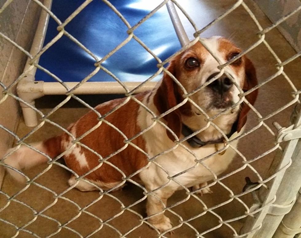 Dogs on Adoption Floor at the Texarkana Animal Shelter [VIDEOS]