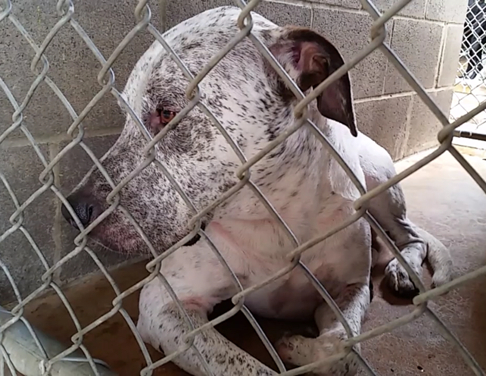 New Dogs and Updates on Others in Stray Area at Shelter in Texarkana [VIDEOS]