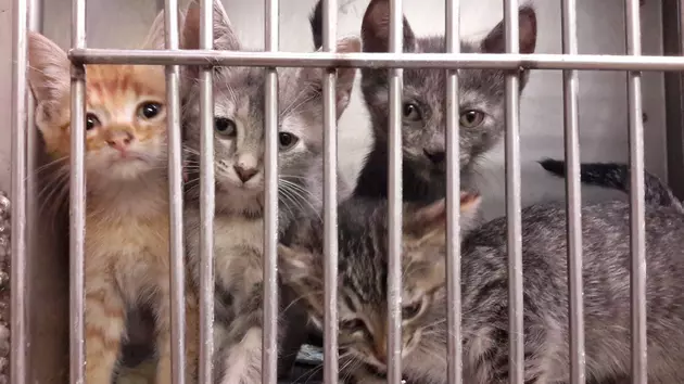 Kittens to Adopt at the Animal Shelter in Texarkana