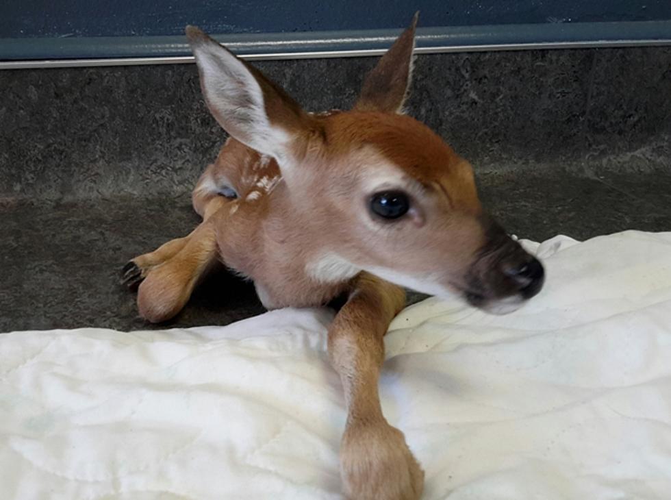 Rescued Fawn
