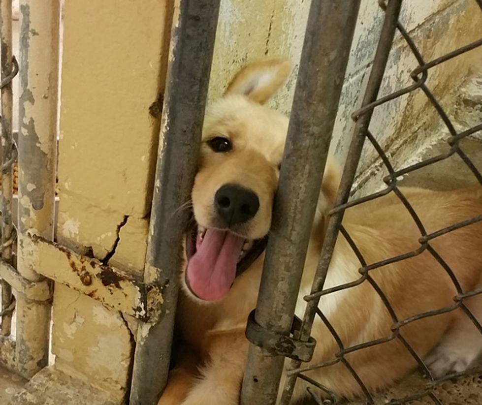 Dogs in Stray Kennels at Shelter in Texarkana
