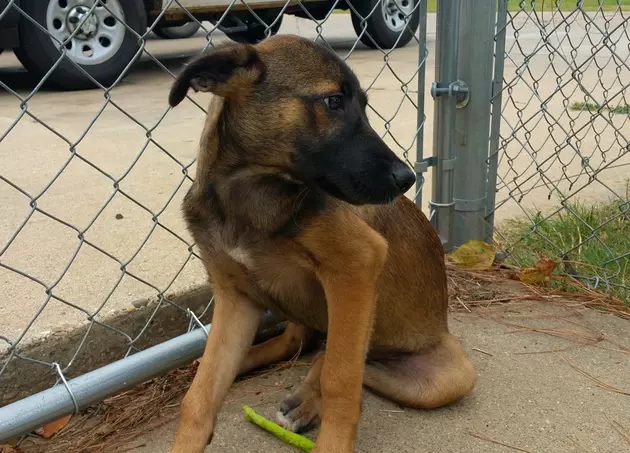 Pet of the Week is a German Shepherd Mix Male Puppy