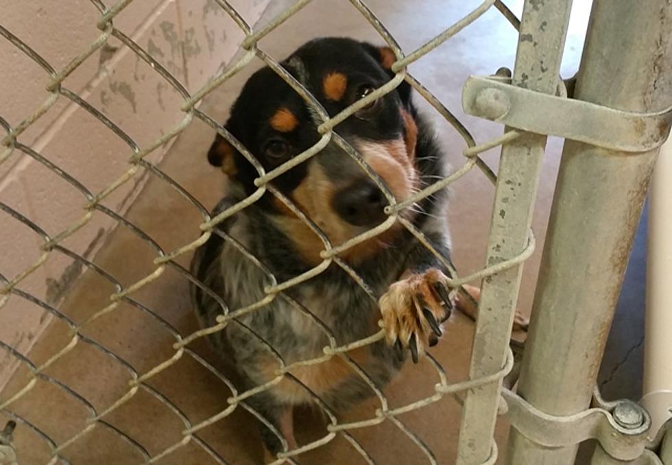 Dogs and Cats Will be Euthanized if Not Rescued From the Animal Shelter in Texarkana