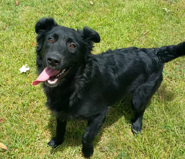 Pet of the Week is a Young, Flat-Coated Retriever